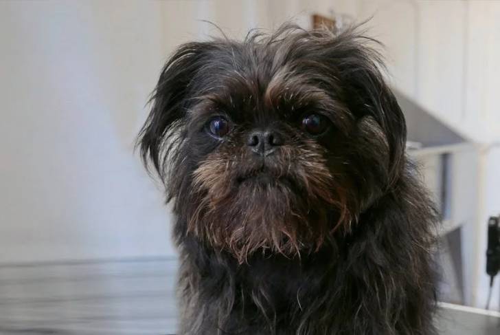 Un Affenpug est assis sur le sol et fait face à la caméra