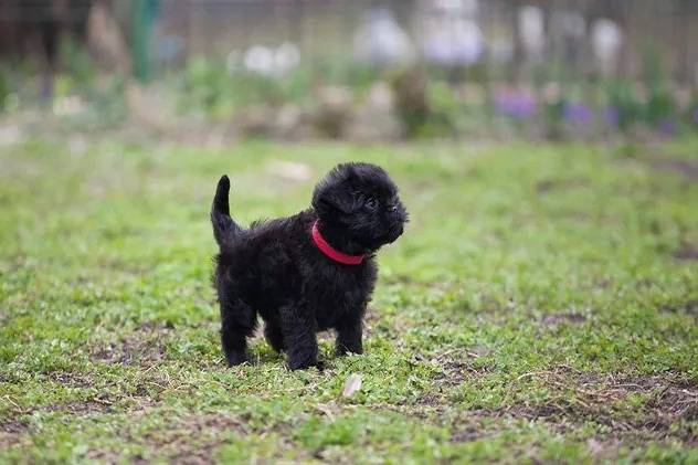 Un Affenpug dans un jardin et portant un collier rouge autour du cou