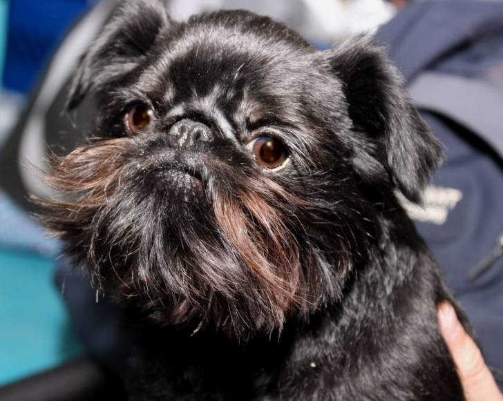 Un Affenpug noir fixant la caméra de très près 