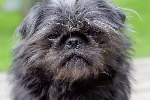 Un Affenpug regarde droit vers la caméra avec un regard en colère