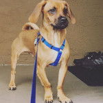 Un Bassugg portant un harnais et debout sur un patio en béton avec un mur en stuc en arrière-plan