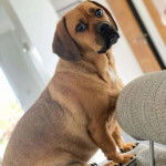 Un Bassug assis sur un canapé gris en regardant la caméra avec une expression curieuse