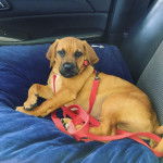 Un Bassugg avec une laisse rouge et couché sur une couverture bleue à l’arrière d’une voiture