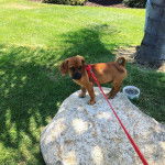 Un Bassugg avec une laisse et debout au dessus d'un gros rocher sur une pelouse herbeuse