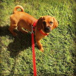 Un Bassugg portant un collier et une laisse rouges se tient dans une zone herbeuse, regardant la cam