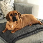 Un Bassugg allongé sur une couverture grise sur le canapé