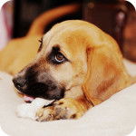 Un Bassug couché sur un lit avec sa tête reposant sur un oreiller blanc