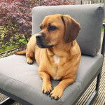 Un Bassug couché sur un fauteuil gris sur un pont en bois