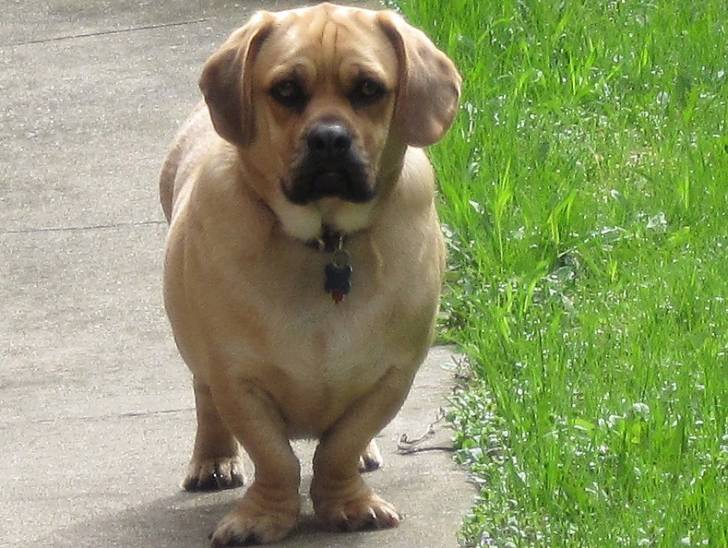 Un Bassugg marchant sur un chemin dans un jardin