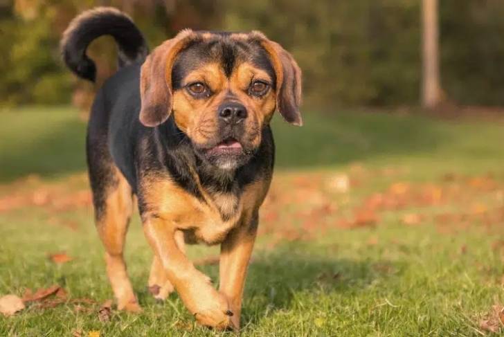 Un Bassugg marchant sur l’herbe verte avec des feuilles tombées dispersées autour