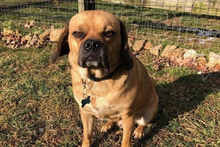 Un Bassugg portant un collier et assis dans une cour clôturée