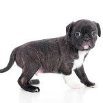 Un Bugg avec une posture quadrupède et l'extrémité arrière légèrement inclinée vers le bas