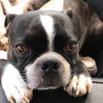 Un Bugg étendu vers l'avant sur une surface en cuir tout en fixant la caméra