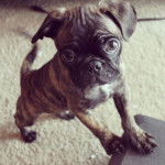 Un Bugg se dressant sur une moquette avec ses deux pattes avant posées sur une chaise