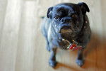 Un Bugg avec un collier, assis sur un parquet et regardant la caméra vers le haut