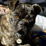 Un Bugg portant un collier et se tenant de très près face à la caméra