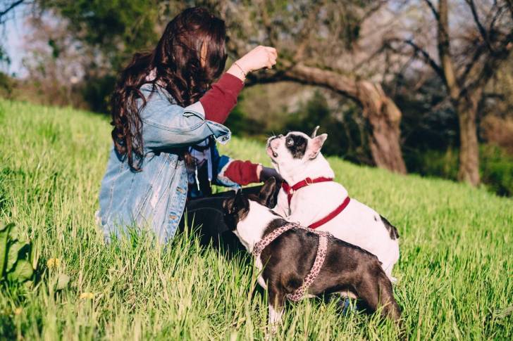 Une jeune femme tient une friandise au-dessus de la tête de deux Buggss dans un champ herbe