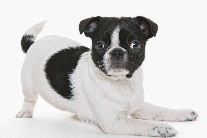 Un Bugg est partiellement assis sur une surface blanche, son postérieur pointant vers le haut