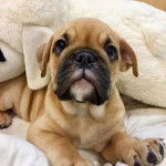 Un Bullpug faisant face à la caméra et allongé sur une couverture blanche