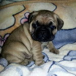 Un Bullpug assis sur une couverture