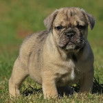 Un Bullpug se tenant sur un champ herbeux