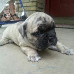 Un Bullpug allongé sur une surface en béton
