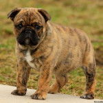 Un Bullpug debout sur une zone herbeuse avec un trottoir