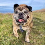 Un Bullpug portantun harnais et marchant sur une colline herbeuse avec l’océan en arrière-plan