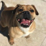 Un Bullpug debout sur une surface en béton avec sa langue sortie