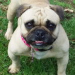 Un Bullpug avec un collier rose est assis sur une pelouse herbeuse