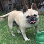 Un Bullpug debout un bol d’eau vert dans une cour herbeuse