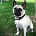 Un Bullpug portant un collier noir est assis sur l’herbe dans un parc