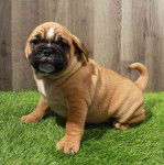 Un Bullpug assis sur une surface herbeuse devant un mur en bois