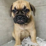 Un Bullpug assis sur un tas de papier déchiqueté