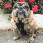 Un Bullpug assis sur un trottoir devant un mur blanc avec des fleurs roses