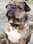 Un Bullpug avec un collier assis sur un chemin de gravier