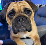 Un Bullpug faisant face à la caméra et assis sur un canapé gris avec des oreillers en arrière-plan