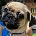 Un Bullpug face à la caméra et portant un collier bleu avec une étiquette argentée