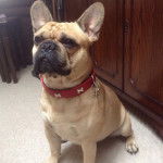 Un Bullpug assis au sol avec une armoire en arrière-plan