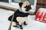 Un Bullpug assis sur une surface enneigée et qui est tenu en laisse