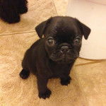 Un chiot Bullpug assis sur un sol carrelé et regardant vers la caméra