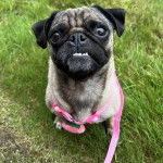 Un Bullpug sur une surface herbacée et qui est tenu en laisse 