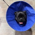 Un Bullpug portant un carcan et qui est tenu en laisse