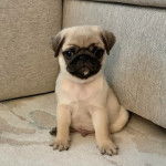 Un Bullpug assis sur une moquette et semblant détendu 