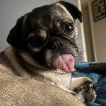 Un Bullpug tirant la langue et regardant vers la caméra 