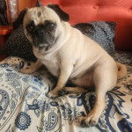 Un Bullpug sur un canapé et regardant vers la caméra 