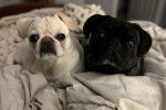Deux Bullpug allongés sur un lit et regardant tous les deux la caméra