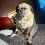 Un Bullpug assis et semblant détendu 