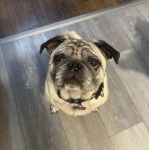 Un Bullpug assis sur un plancher et portant un collier autour du cou