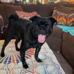 Un Bullpug sur un guéridon et ayant la langue pendante 